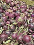 Cebula CZERWONA Z DYMKI ZIMOWEJ. Na worek i do obierania. Gruba 90%6+, Ilości tirowe, import. Dostawa do klienta. 