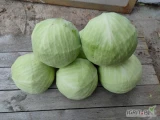 Sprzedam paletowe ilości kapusty Zenon . Kaliber 1.5-2.5 kg oraz 1.5-3.5/4 kg . Jakość marketowa. Opakowanie worek skrzynia karton box. 