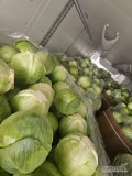 Witam sprzedam kapuste białą I czerwoną -market i przemysł w karton box ilości tirowe zainteresowanych zapraszam .