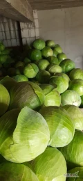 Sprzedam kapuste białą kaliber 1,5- 4,5 kg jakość marketowa czysta, zdrowa. 