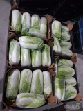 Sprzedam kapuste pekińska gruba 5 sztuk na karton 10 kg 