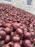 Sprzedam czerwoną cebulę około 60 ton, kaliber 5+, fazerowana,  luzem lub na worek 