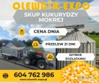 Kupię kukurydzę mokrą w celu ustalenia ceny zapraszam do kontaktu pod numerem telefonu 604762986 