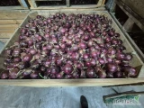 Sprzedam cebule czerwona kal 4.5+ opakowanie worek 5kg 10kg