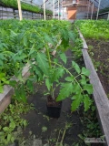 Sprzedam sadzonki pomidora Bawole Serce cena 2.50 do negocjacji 