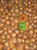 Sprzedam cebule hybell sucha zdrowa wentylowana o  kal.4.5-7+. Jakość marketowa.