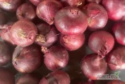 Sprzedam cebulę czerwona 50-80 kaliber 