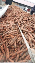 Sprzedam brudna marchew  do mycia. Towar marketowy. Import holandia. Ilosci tirowe, dostawa bezposrednio do klienta