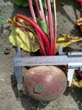 Sprzedam buraczki czerwone towar handlowy 