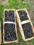 Sprzedam porzeczkę czarną z ręcznego zbioru. Odmiana Tihopy. Zdrowa, czysta twarda gruba. Zbiór w łubianke po 2,5kg. Ręcznie rwany i...
