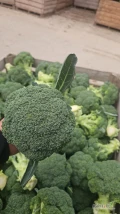 Witam sprzedam duże ilości brokuła zainteresowanych zapraszam 