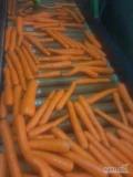 Sprzedam świeżą marchew! 