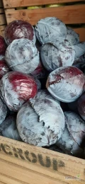 Sprzedam kapuste czerwoną kaliber 1-4 kg jakość marketowa, czysta ilość tir lub mniejsze do uzgodnienia. 