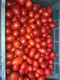 Sprzedam Pomidora Limę. Możliwość codziennego szykowania 2t (100 skrzynek 20kg) 