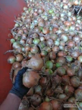 Sprzedam cebulę 5+ po koszu 