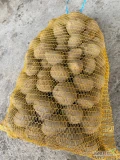 Sprzedam ziemniaki wielkości sadzeniaka odmiany Soraya, kaliber 35-50, ilość ok 10-12 ton, cena 30 gr/kg, luz ze skrzyń bądź worek 15...