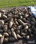 Witam sprzedam ok 30 ton buraka pastewnego mogę załadować w worki skrzynie lub bigbagi cena 35gr/kg