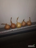 Sprzedam cebulę na wysadke kaliber 3-6 zdrowa ładna łuska odmiany supra i octavia około 5 ton  szykowana pod zamówienie worek 15 lub...