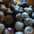 Sprzedam kapustę czerwona ilości tirowe. Kal. 1-3.5kg 