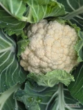 Sprzedam kalafior 8 w tym tygodniu ilości paletowe od przyszłego ilości tir 