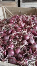 Cebula CZERWONA na worek i do obierania. Ostatnie 50 ton. Import, fazor, dostawa do klienta. 