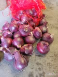 Cebula 10 kg czerwona Egipt  -świeża dostawa Katowice