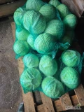Sprzedam kapustę białą główki 1,5-5kg odmiana Longma duże ilości. Możliwy transport. 