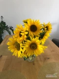 Sprzedam kwiat słonecznika z własnej uprawy Odbiór Iwkowa cena do dalszej negocjacji