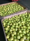 sprzedam 100 t Jabłek z K.A. w cenie 1,3 za wagę w skrzyni , Golden  , Ligol , Jonagored .