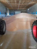 Sprzedam kukurydzę suchą krajową 25 ton załadunek auta 10 minut waga na miejscu cena netto gotówka lub przedpłata 