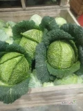 Witam sprzedam kapustę włoską z liściem i bez liścia posiadamy też czerwoną i białą kapustę zainteresowanych zapraszam 