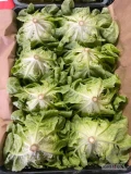 Sprzedam sałatę masłową. Duże ilości. 