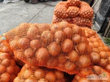 Oferujemy na sprzedaż wysokiej jakości cebulę Rijnsburger, pakowaną w wygodne worki o wadze 15 kg. Cebula pochodzi z najlepszych upraw,...