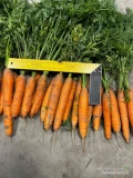 Sprzedam marchew, duże ilości kopane pod zamówienie . 