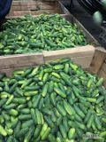 Sprzedam ogórki odmiana sonate 