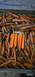 Sprzedam marchew konsumpcyjną kaliber 2-4 i marchew przemysłową, cena, ilosć, rodzaj pakowania do uzgodnienia.