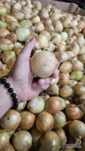 Młoda cebula, Pochodzenie POLSKA, PAkowanie zgodnie z życzeniem 