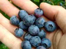 Polskie borówki pojadą do Wietnamu