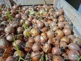 Sprzedam cebulę na obieranie około 30T