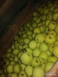 Sprzedam jabłko Golden Delicious, około 100 skrzyń 