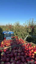Sprzedam jabłko Idared 25 ton w skrzyniach kupującego (miejscowość Daromin) 