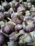 Sprzedam czosnek Arkus na sztuki lub na wagę, na czysto lub na brudno. Cena do uzgodnienia 