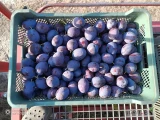 Sprzedam około 600 kilo śliwki prezydent z nalotem Okolice Józefowa nad Wisłą a jutro czwartek będę Sandomierz 