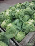 Sprzedam kapustę młodą na główki lub na kilogramy, główki  1.5 kg. Opakowanie do uzgodnienia. Możliwy transport
