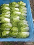 Sprzedam Kapusta pekińskiej młoda od producenta 