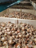 Sprzedam cebula import 5 + . Jakość marketowa. 