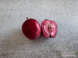 Sprzedam jabłko REDLOVE z czerwonym miąszem za wagę w skrzyni. Cena do uzgodnienia telefonicznie.