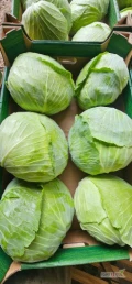 Sprzedam kapuste płaską. Kaliber 1-3kg. Ilości paletowe. 