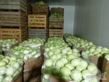 Sprzedam kapustę biała 1-3kg.  W liściu lub obrana. Kartonbox worek lub skrzyniopalety.