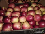 Sprzedam jabłka GOLDEN EMPIRE LIGOL RED CHIEF PRINCE